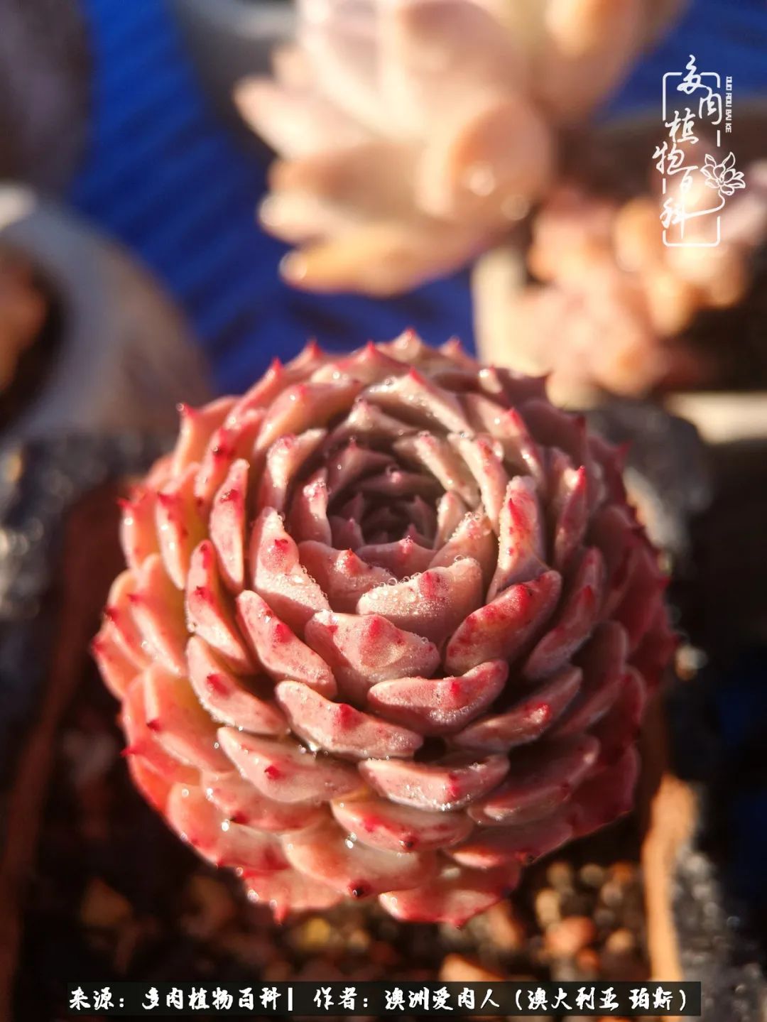 采蘑菇的小姑娘，“转行”来把多肉养