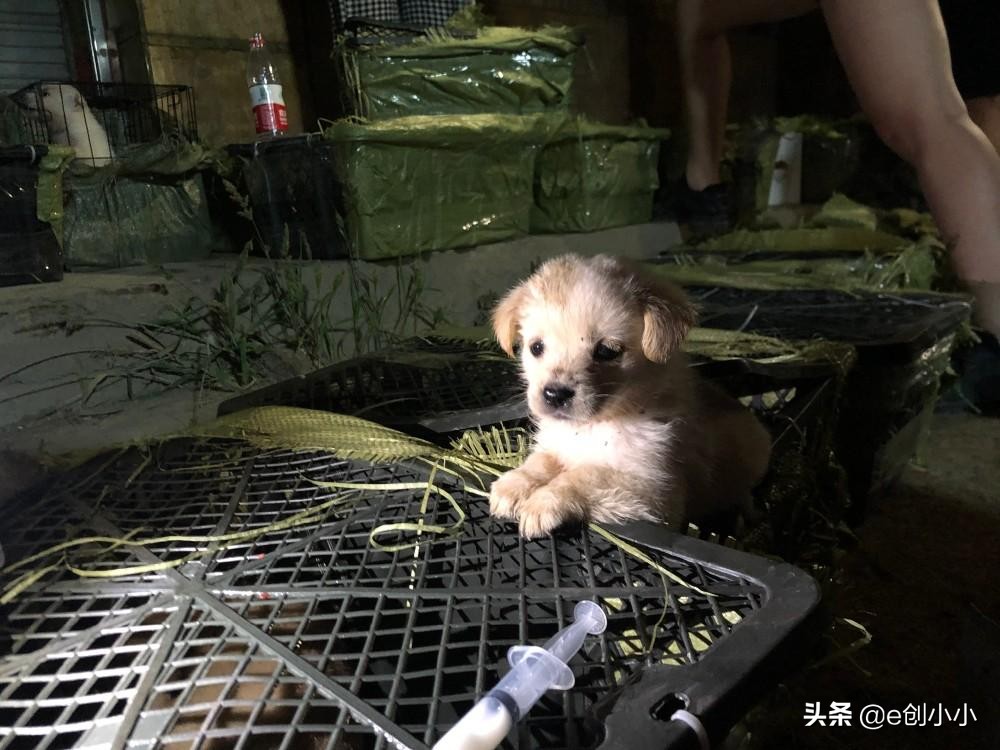 创小报18期：华为月薪7w招聘，东京超标，宠物盲盒，五五购物节