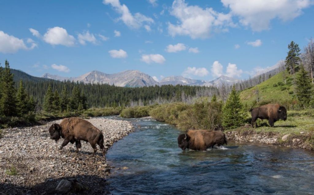 俄罗斯自然风景原始森林素材,俄罗斯自然风景原始森林