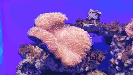 临沂海洋世界优惠券,临沂海洋世界特惠票