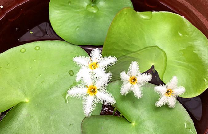 金鱼缸适合养什么水草图片,金鱼缸里养什么样的水草好