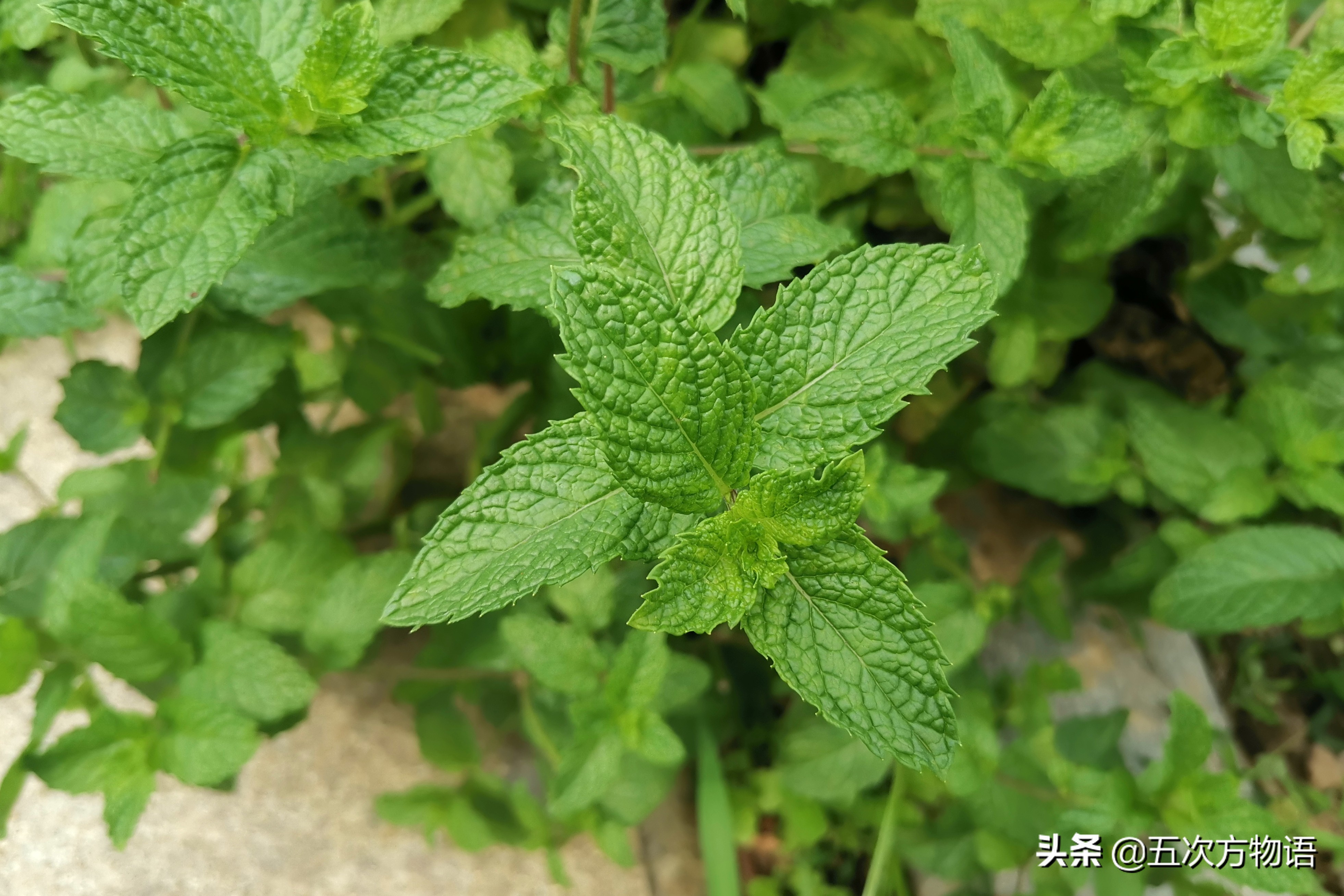 10种口味薄荷糖,十种薄荷