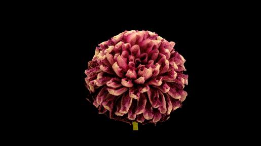 免费！不限户籍！35-64岁女性可享“两癌”筛查！