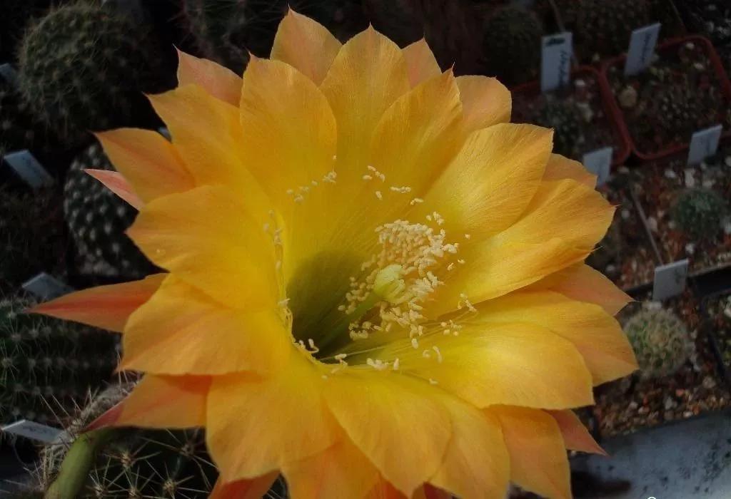 100种仙人球花图片,100种仙人球的品种视频