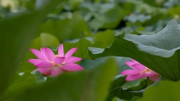 出淤泥而不染濯清涟而不妖行书,出淤泥而不染濯清涟而不妖意思