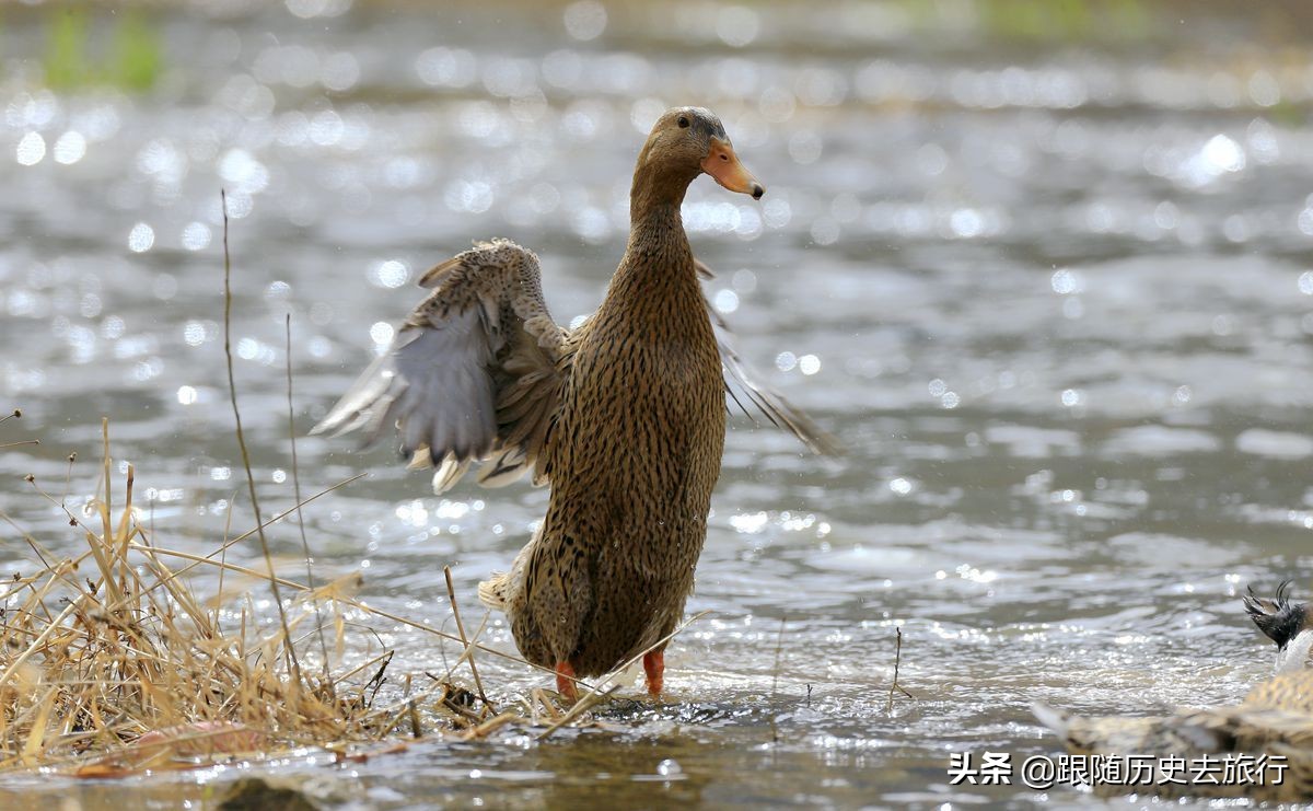 端午节吃高邮咸鸭蛋,端午必吃咸鸭蛋