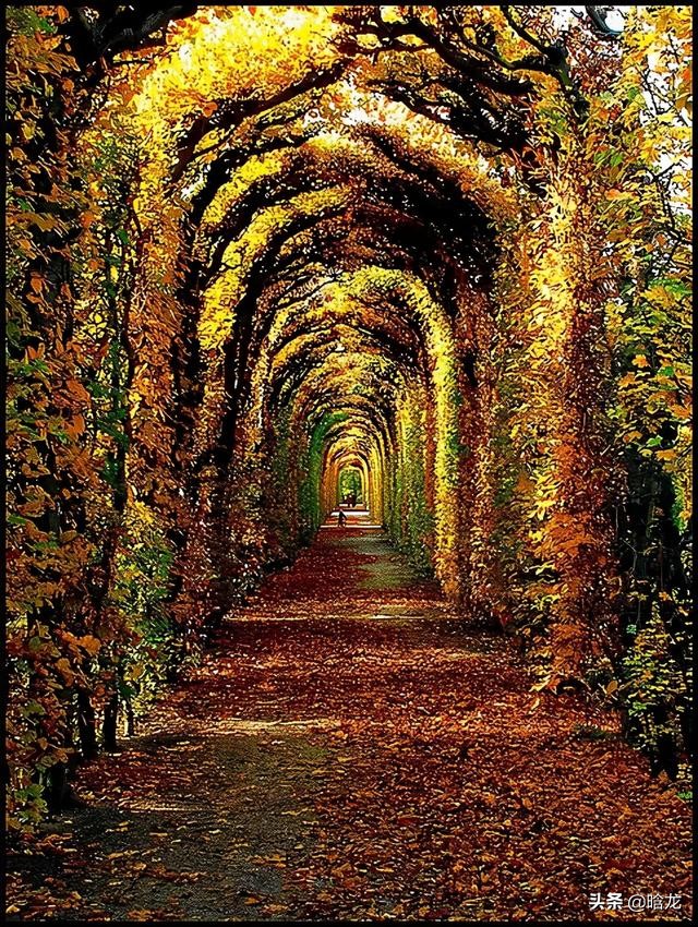 庭院花架搭配这些植物美翻了,庭院花架植物