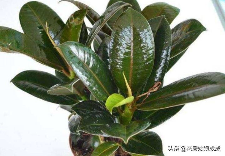 橡皮树太高什么时候修剪,橡皮树适合什么时候修剪