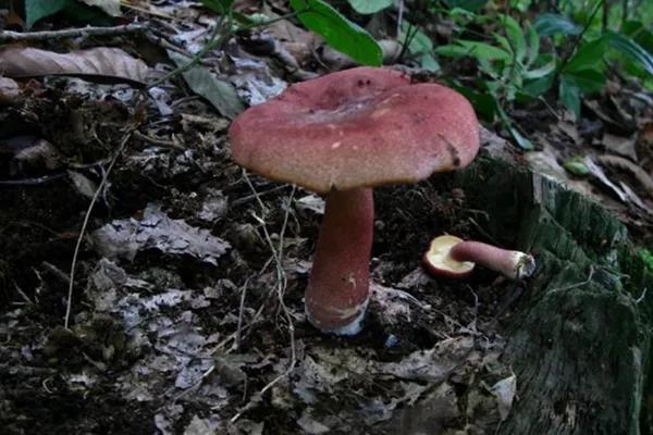 松树林常见的可食用蘑菇图片,常见可食用蘑菇