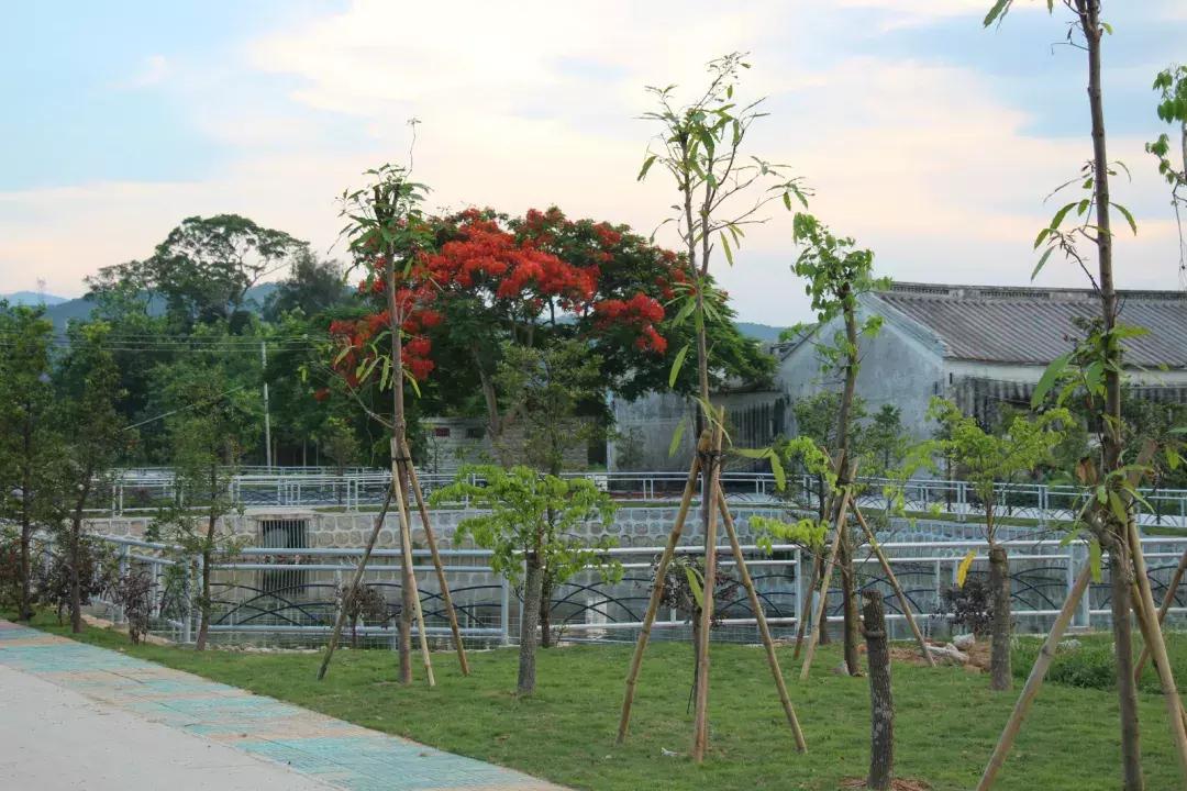 碧桂园精准扶贫宣传片,新华社点赞碧桂园产业扶贫模式