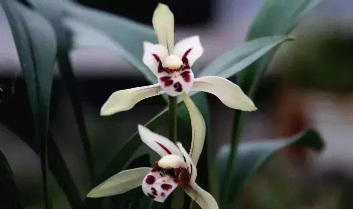 史上最全的兰花鉴赏,兰花品种之精品欣赏