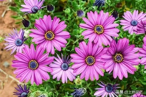 善良的心，沉默不语——蓝目菊