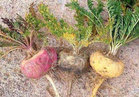 南美人参玛卡,南美玛卡云南玛卡区别