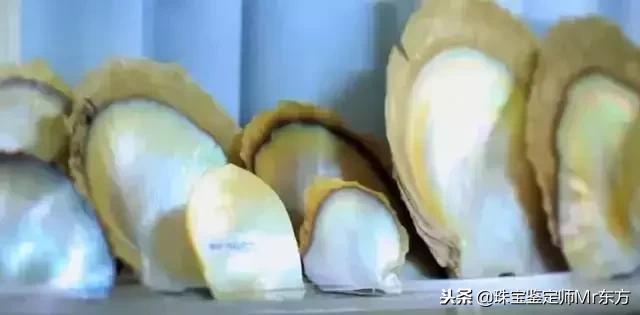 澳白南洋珍珠是什么,澳洲白珍珠为什么那么便宜