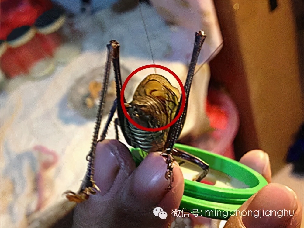 冬蝈蝈怎么挑选,介绍蝈蝈的说明方法