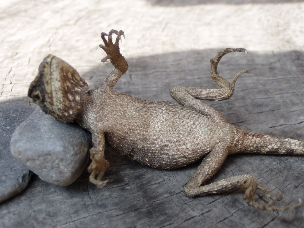 被握住了命运的后脖颈,被抓住了命运的脖颈