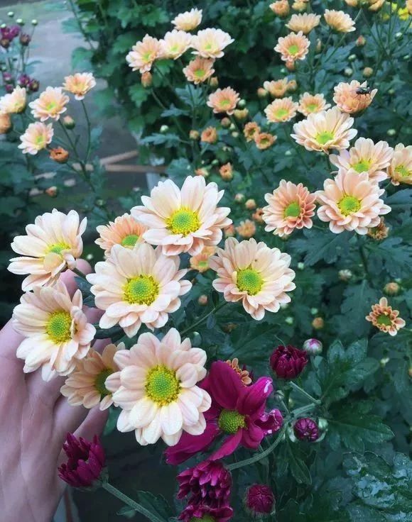 做花针的方法,学做花针