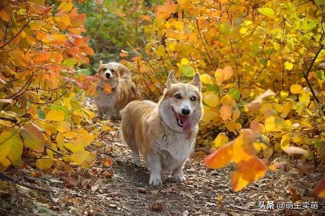 怎么判断柯基发情期了呢,柯基发情期特征