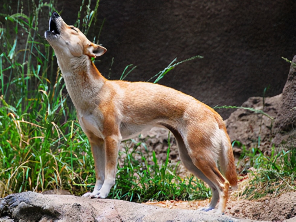 全球最厉害十大犬种,世界十大排名巨型犬种