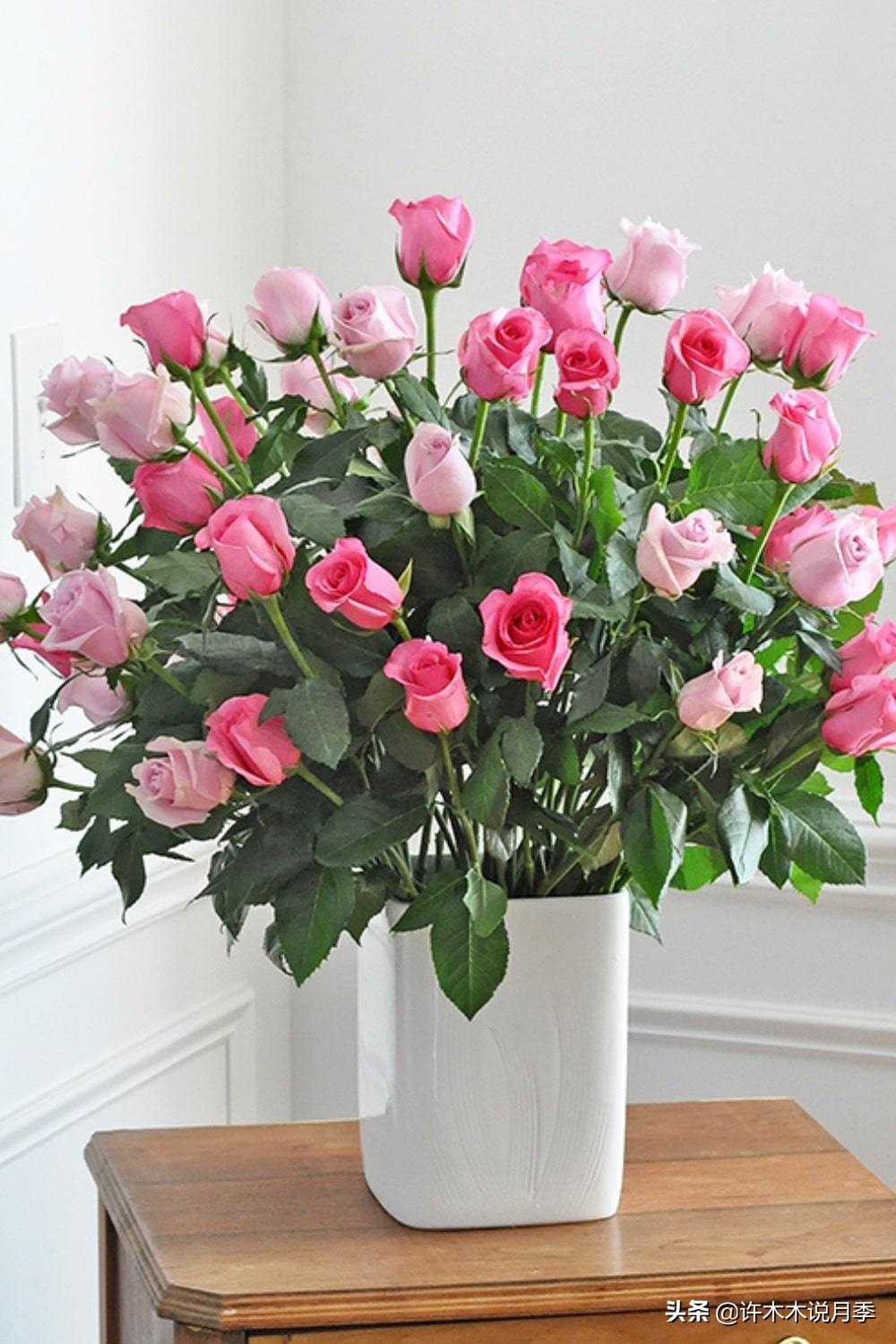 藤本月季怎么在阳台做花墙,藤本月季和蔷薇哪个更适合花墙