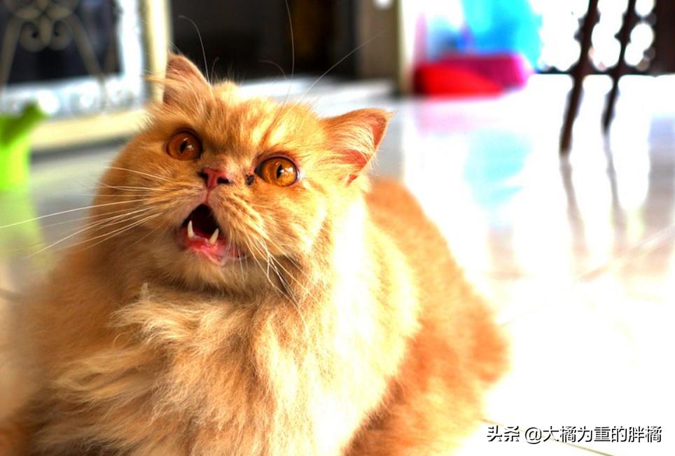 猫咪特别抵触喂东西,猫咪为什么会抵触猫窝