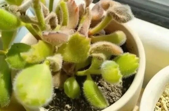 熊童子老叶干瘪新叶不长,熊童子很饱满但没有爪子怎么办