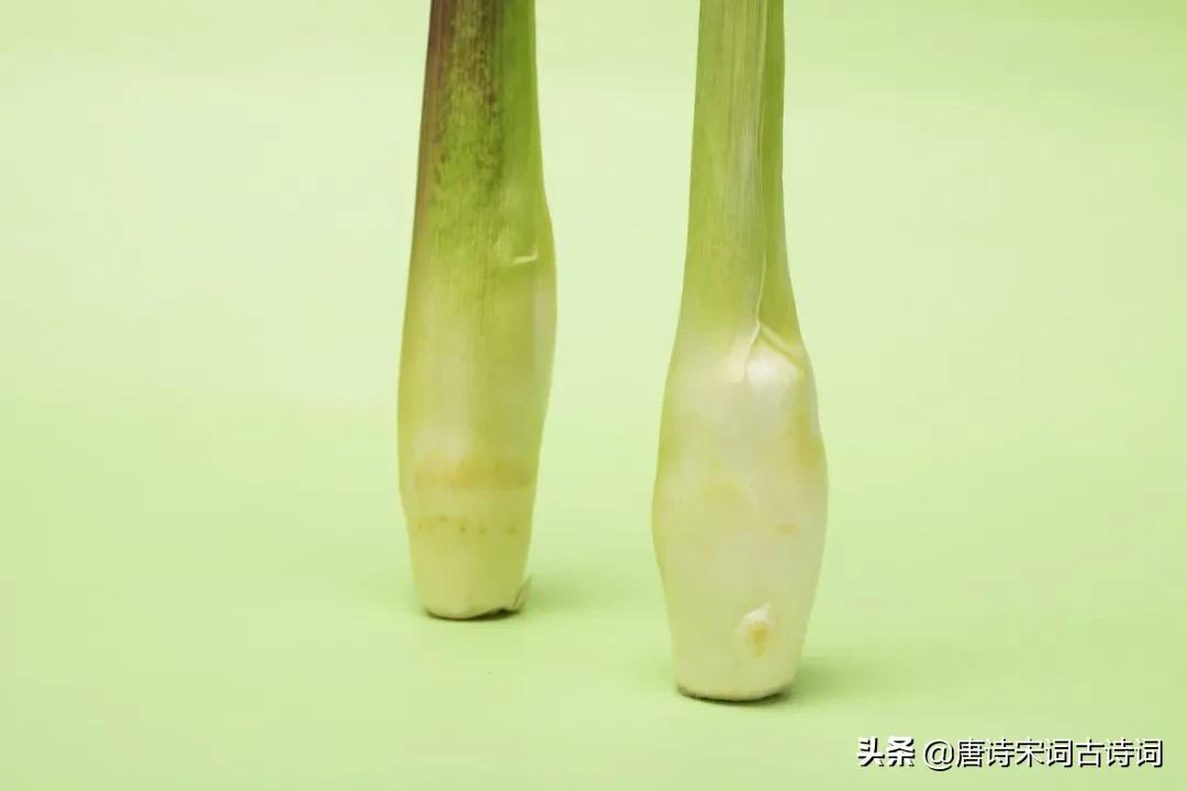 鑼櫧娓呯敎鍙彛,鑼櫧鍥界敾