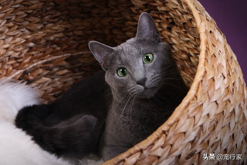 养猫后家里好臭怎么办,养猫后觉得猫很烦怎么办