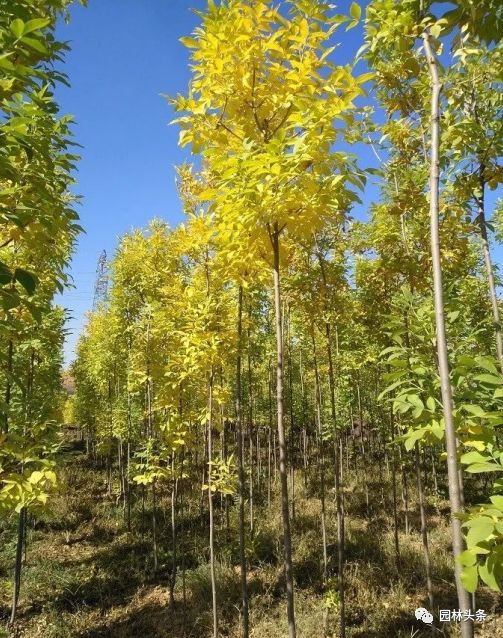 最新国槐树价走势,今日白蜡最新价格表