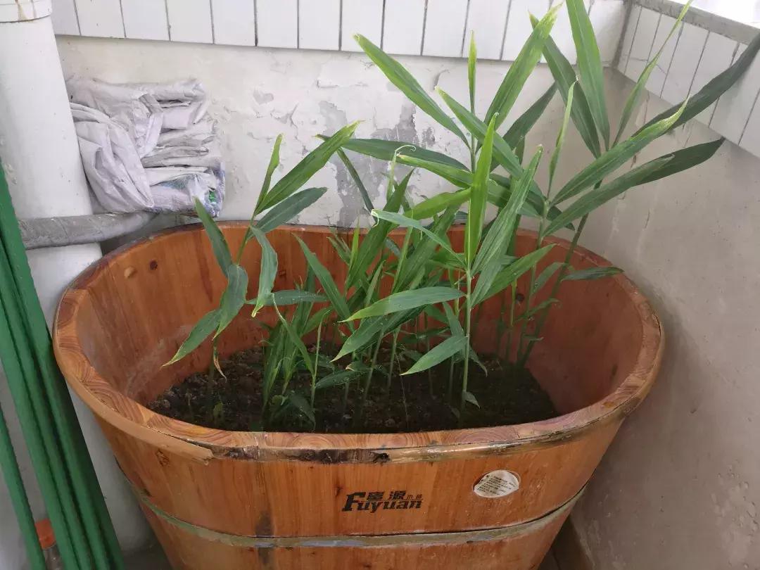 生姜入窖不到一月发芽怎么处理,生姜发芽了放土里面还能结果吗