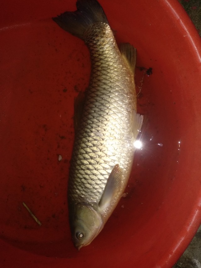 青龙大物竿和潜伏大物竿怎么选,野钓长竿守钓方法