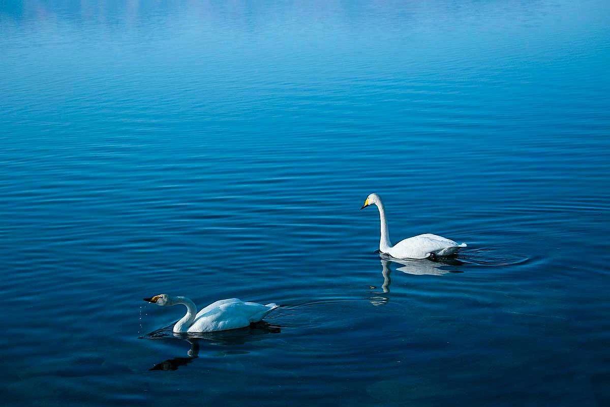 冬季的庭院景观,美丽如画的自然景观让人心旷神怡