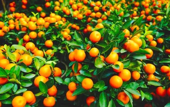 书桌植物摆放风水禁忌,千万不要在家里摆放这些植物