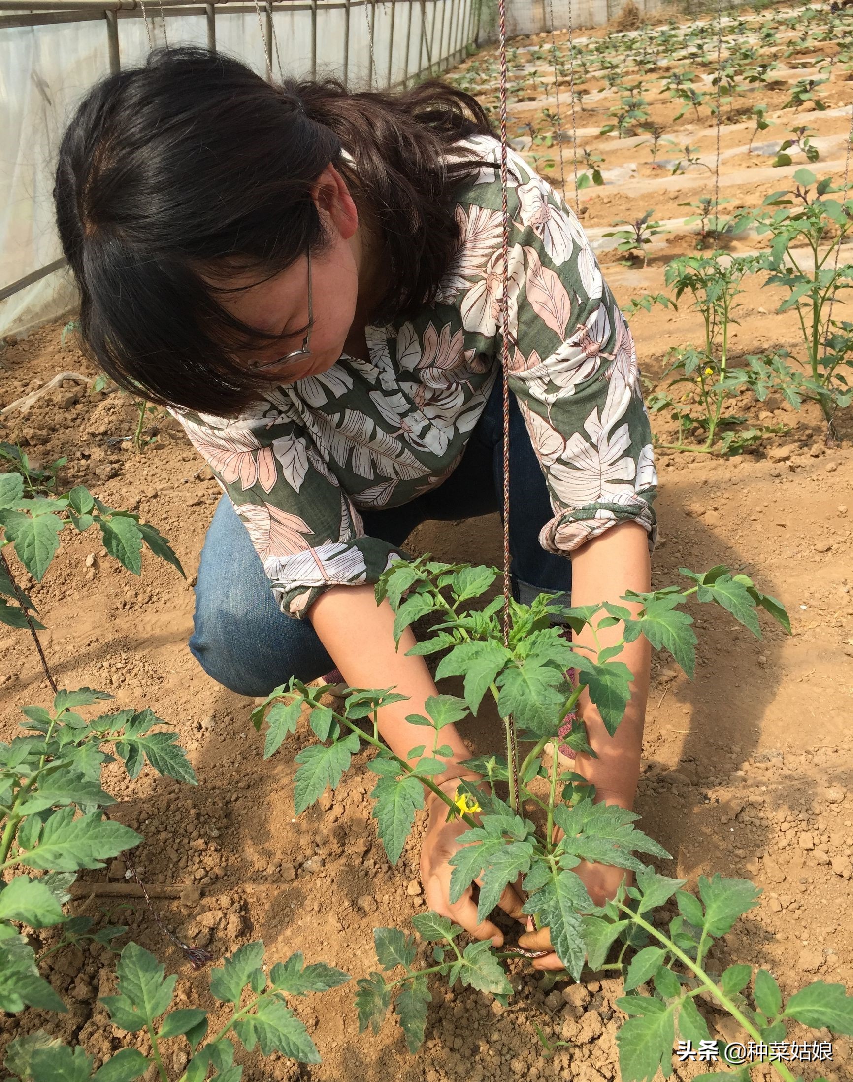 番茄植株调整,大棚种植番茄提高番茄产量