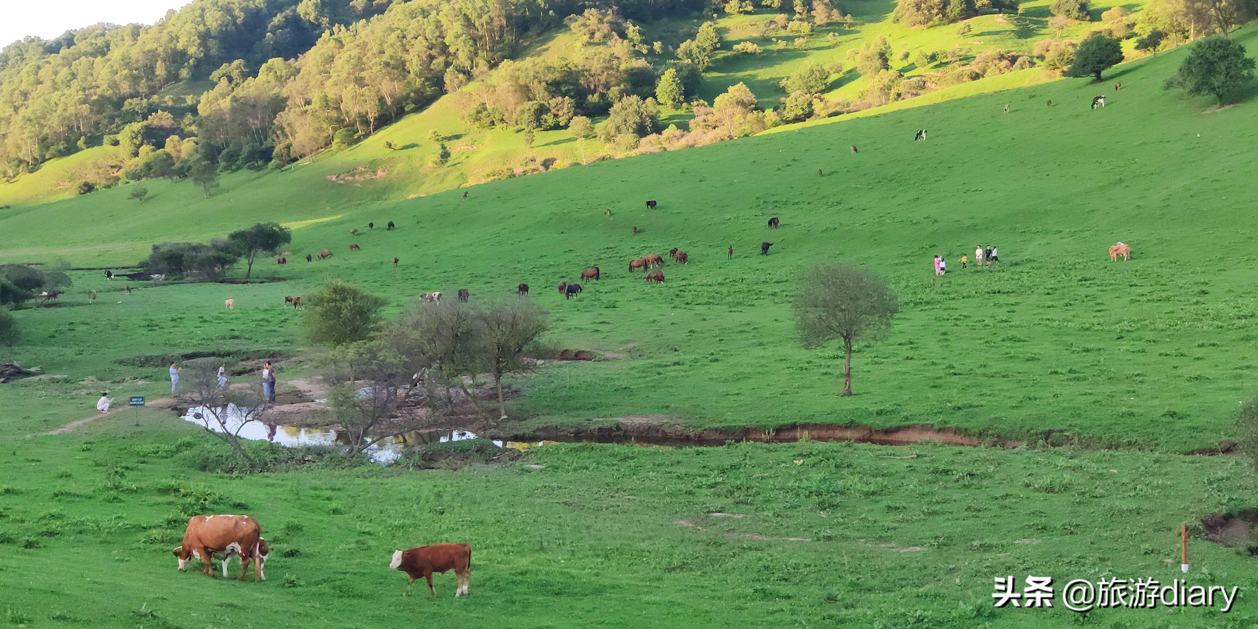 陕西宝鸡关山牧场，夏季避暑很凉快，但住宿一晚上千块到底值不值