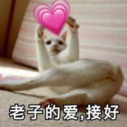 猫咪吃了蟑螂该给它吃什么药,猫咪每天给主人家门口送礼物