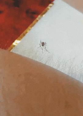 干掉蚊子的100种方法,消灭蚊子的100种方法第24种