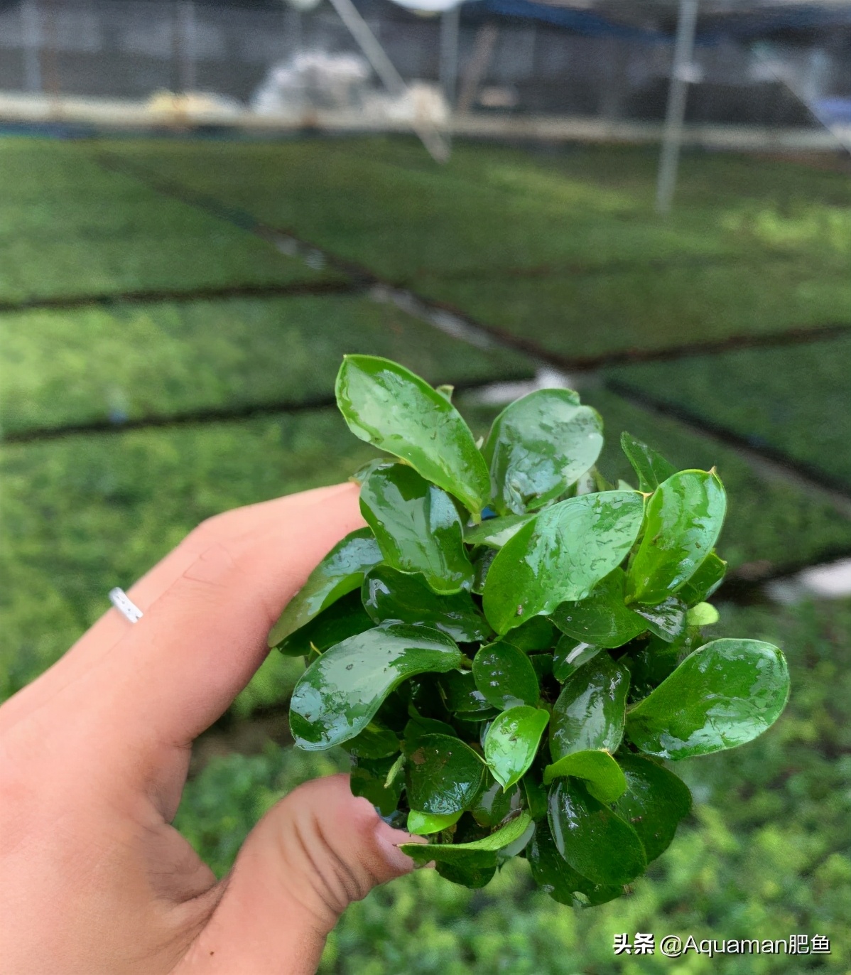 便宜又好养的水草推荐,好养又便宜的水草推荐