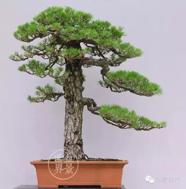 松树盆景经典大片,大斜杆式盆景得金奖作品松树