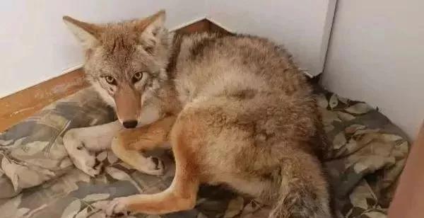 上班时捡到一只宠物狗,小哥出门捡到一只流浪小狗