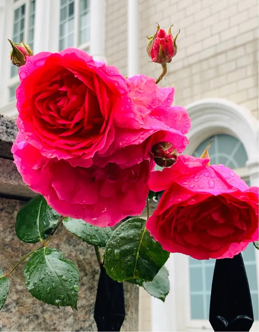 七律谷雨时节,七律谷雨时节平水韵