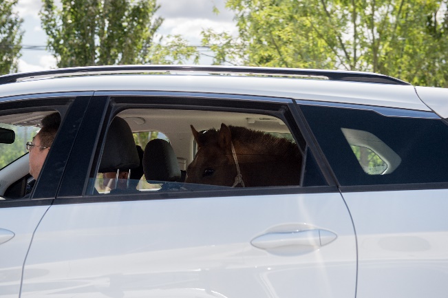端午返京车流混进了一匹“汗血宝马”路人围观更堵了