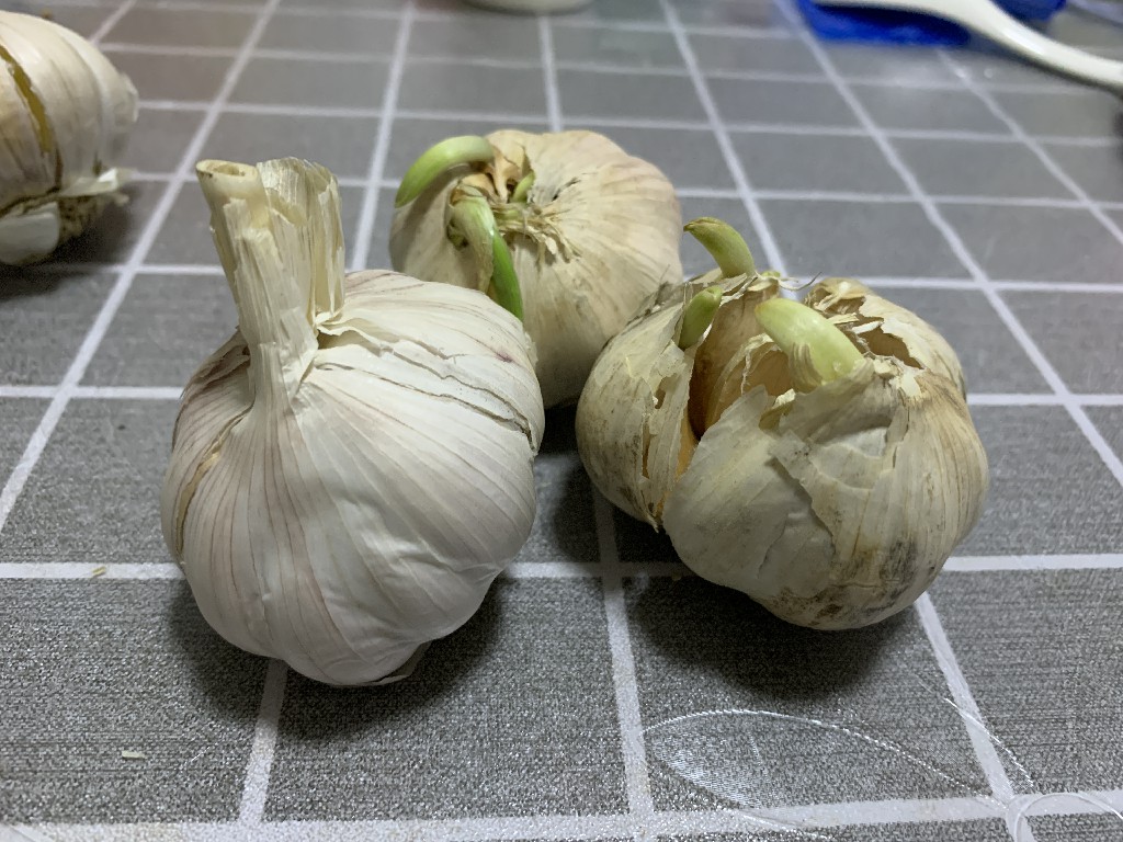 大蒜怎么保存不发芽妙招,大蒜冬天出芽怎么办