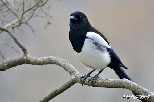 宅子出四喜最正确说法,俗语说的四喜是哪四喜