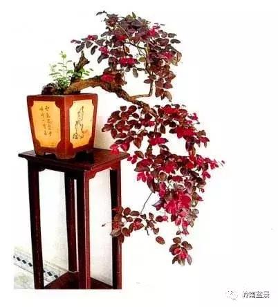 檵木小老桩盆景,檵木盆景图片大全