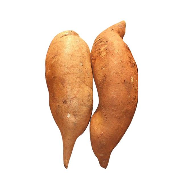 雪莲果种植方法和技术视频,山东雪莲果种植技术与日常管理