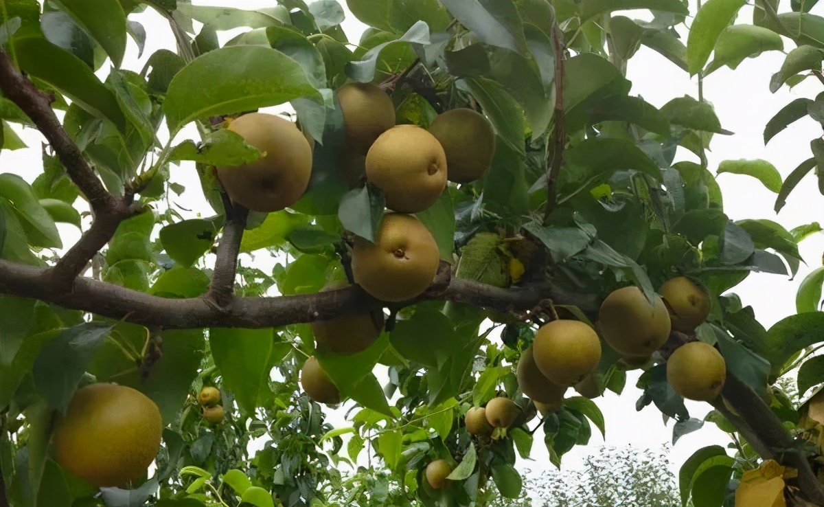 苏州西山十大知名农家乐有哪些,带你走一走苏州的太湖边农家乐