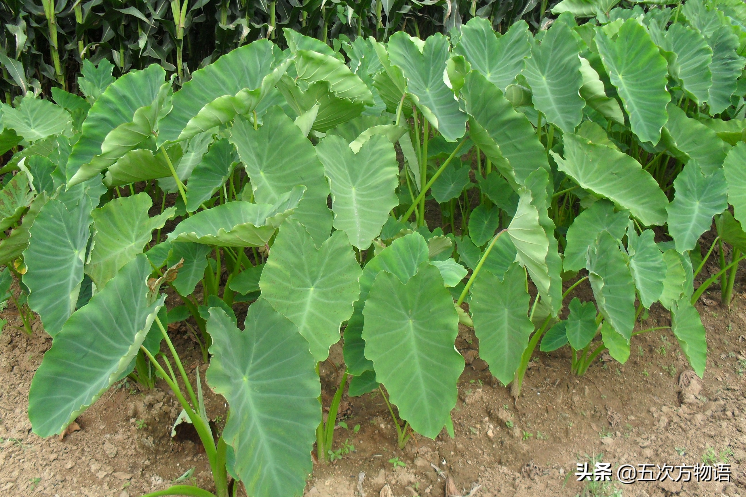 天南星不适合什么人吃,天南星跟南星一样吗有毒吗