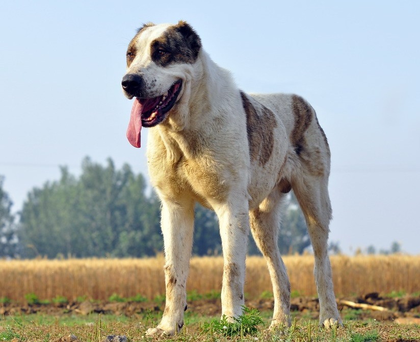 霸气侧漏的护卫犬罗威纳犬,高加索卡斯罗罗威纳哪个颜值高