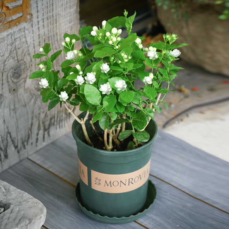 18大“健康花”，吸收有害气体，滞尘，释放氧气，还能治愈人心